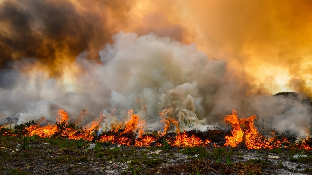 Wildfire Investments in the Age of Climate Change