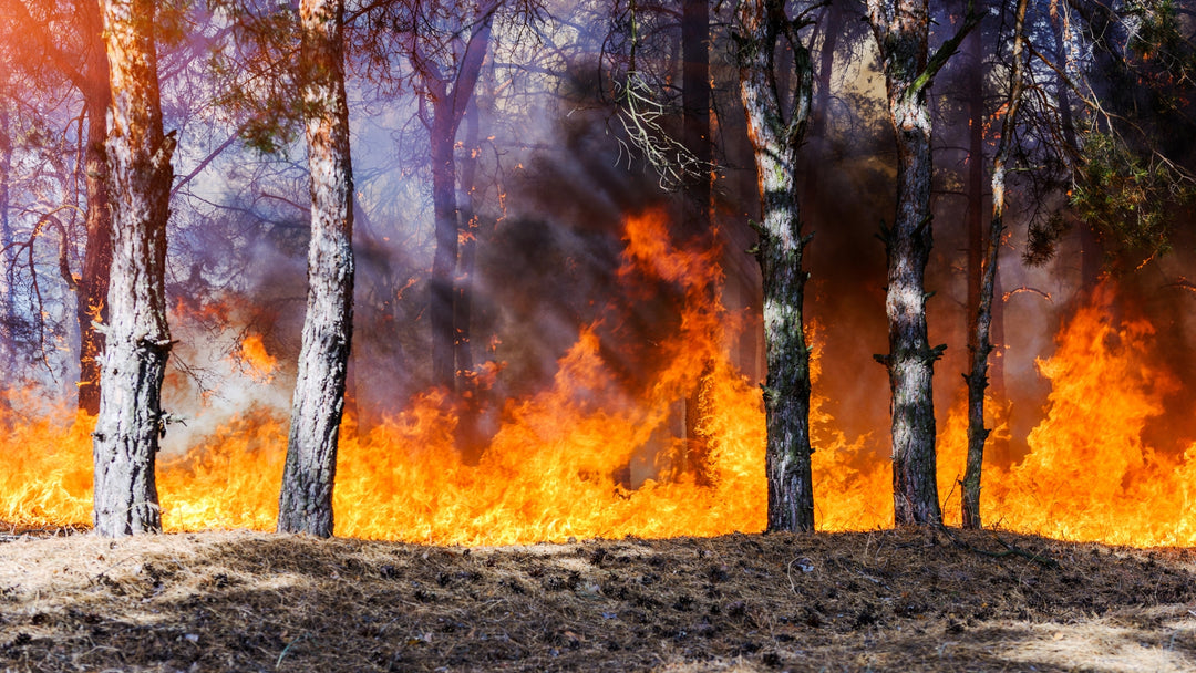 Inteligencia artificial para la mitigación de incendios forestales