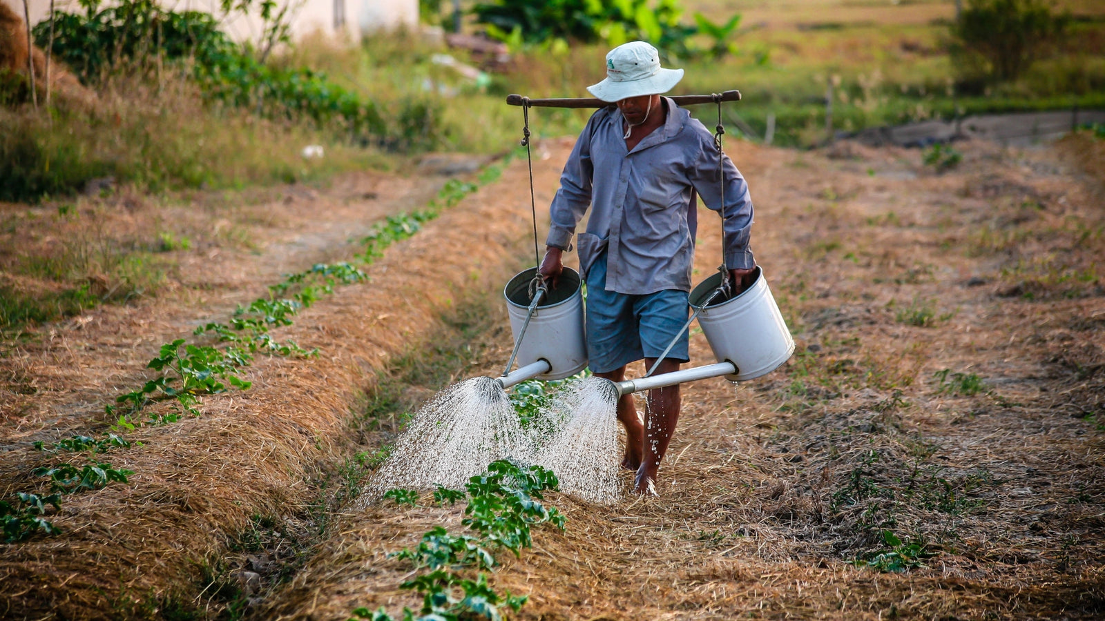 The Role of Venture Capital in Transforming Global Agriculture